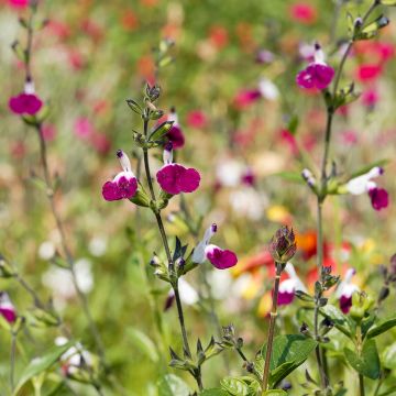 Salvia greggii Amethyst Lips - Salvia de otoño