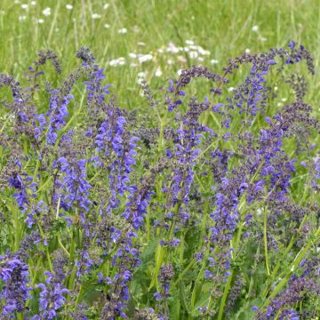 Salvia pratensis (semillas) - Salvia de prados
