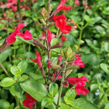 Salvia jamensis Flammenn