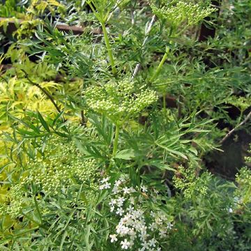 Saúco negro Laciniata - Sambucus nigra
