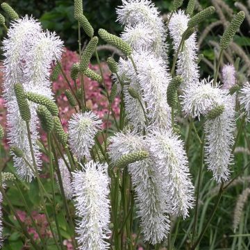 Sanguisorba hakusanensis White Brushes - Sanguisorbe, Poterium, Pimprenelle des montagnes coréennes