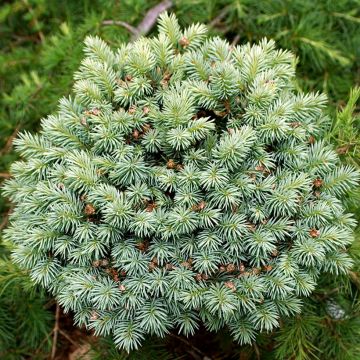 Picea pungens Blue Pearl - Pícea de Colorado