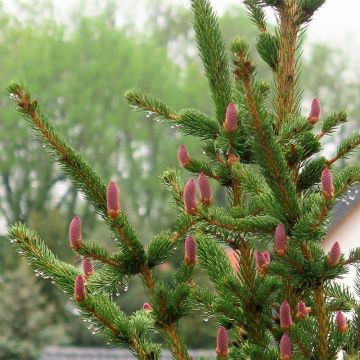 Picea pungens Lucky Strike - Pícea de Colorado