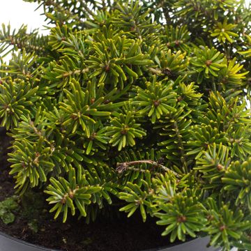 Abies koreana Brillant - Abeto de Corea
