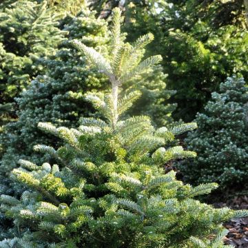 Abies koreana Samling - Abeto de Corea