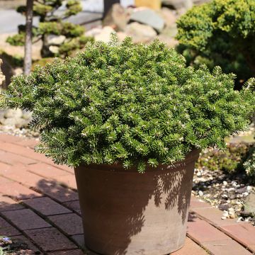 Abies koreana Green Carpet - Abeto de Corea