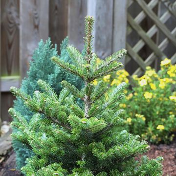 Abies koreana Molli - Abeto de Corea