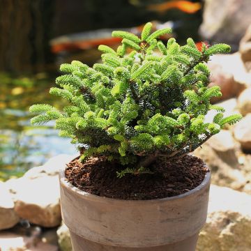 Abies koreana Oberon - Abeto de Corea