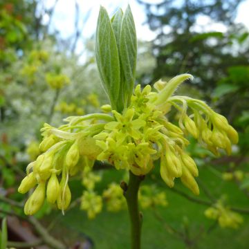 Sassafras albidum - Árbol del Sasafrás