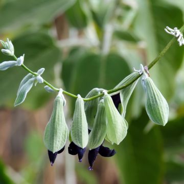 Salvia - Salvia discolor