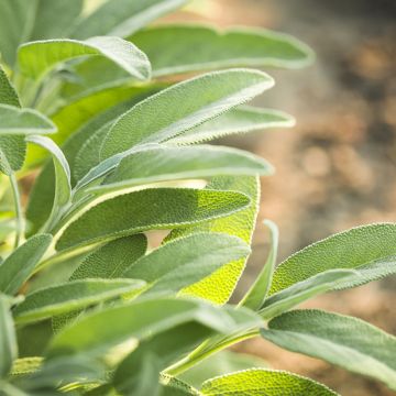 Salvia officinalis   - Sauge commune, Thé de Grèce, Herbe sacrée, Thé d'Europe, Thé de France, Grande sauge