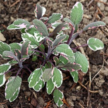 Salvia real Tricolor