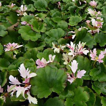 Saxifraga cortusifolia Cheap Confections - Saxífraga