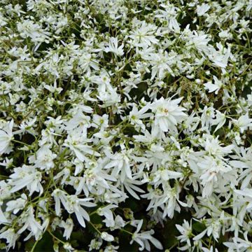 Saxifraga cortusifolia Shiranami - Saxífraga
