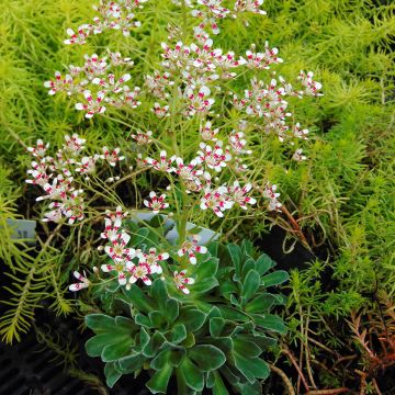 Saxifraga cotyledon Southside Seedling - Saxífraga