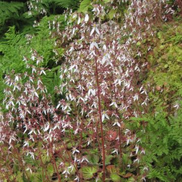 Saxifraga stolonifera Cuscutiformis - Saxífraga