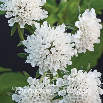 Scabiosa Drakensbergensis - Escabiosa