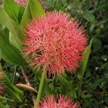 Scadoxus o Haemanthus multiflorus