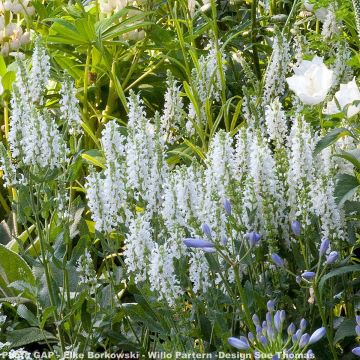 Salvia nemorosa Schneehügel