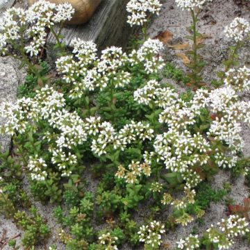 Sedum album Coral Carpet - Uva de gato