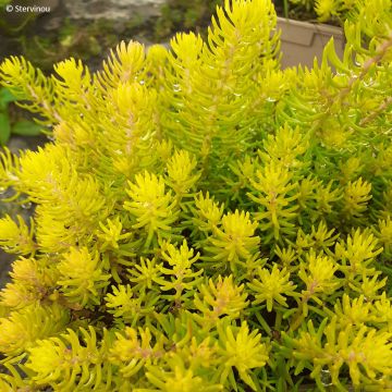 Sedum reflexum 'Insedyelcu' YELLOW CUSHION - Stonecrop, Blue Spruce Stonecrop, Jenny's Stonecrop