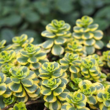 Sedum spurium Little Gecko - Sedo bastardo