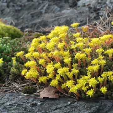 Sedum acre  - Orpin âcre, Poivre des murailles, Orpin brûlant