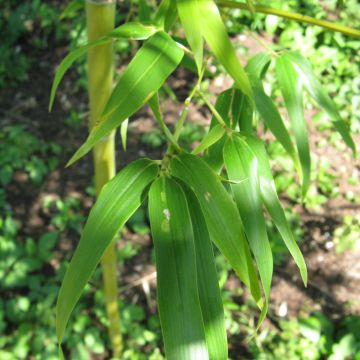 Semiarundinaria fastuosa - Bambú