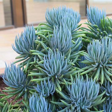 Senecio talinoides subsp. mandraliscae
