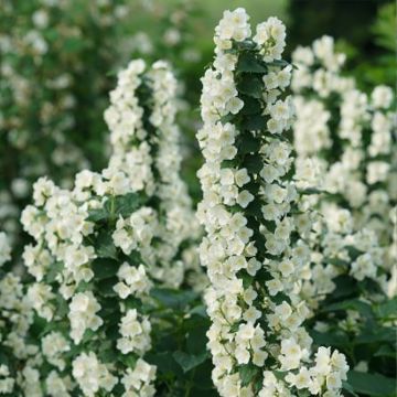 Philadelphus coronarius Illuminati Tower® - Celinda