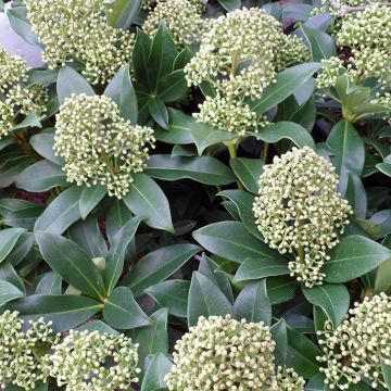 Skimmia japonica Fragrant Cloud - Esquimia