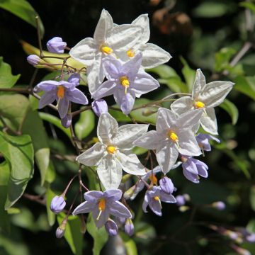 Solanum jasminoides - Falso Jazmín