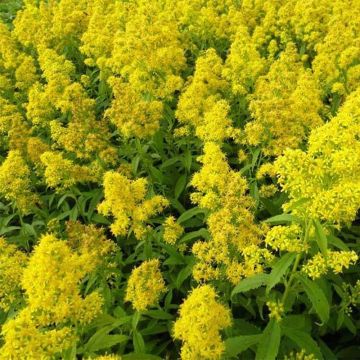 Solidago Ducky - Vara de oro