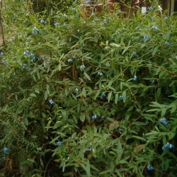 Sollya heterophylla - Campanita azul