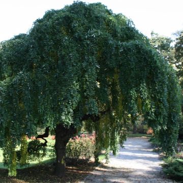 Sophora japonica Pendula - Acacia del Japón