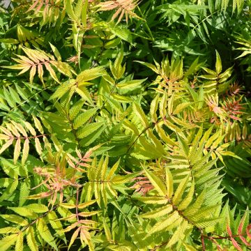 Sorbaria sorbifolia Matcha Ball - Falsa Spiraea
