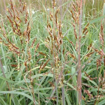 Sorghastrum nutans - Plumilla nodosa