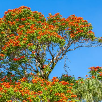 Spathodea campanulata - Tulipier du Gabon