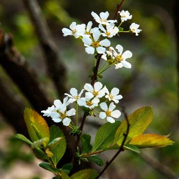 Espirea prunifolia