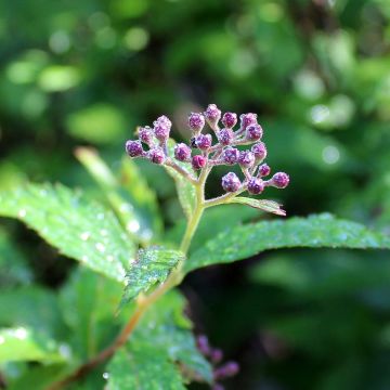 Espirea japonica Darts Red - Espirea del Japón