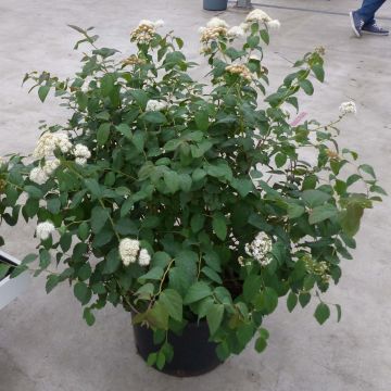 Espirea japonica Double Play Kazoo - Espirea del Japón