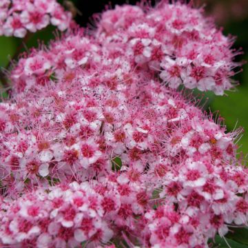Espirea japonica Sparkling Champagne - Espirea del Japón