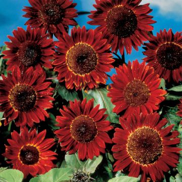 Girasol Sunflower ruby sunset
