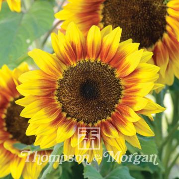 Girasol F1 Solar Flash