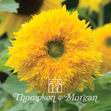 Girasol Sunshots Golds Mixed