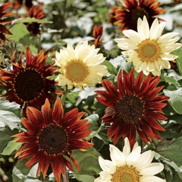 Girasol Sunflower total eclipse