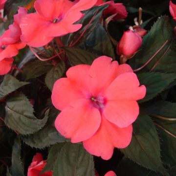 Impatiens Sunpatiens Compact Hot Coral - Alegría