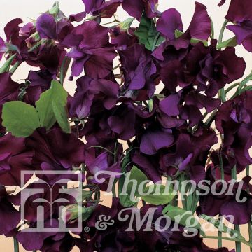 Guisante de olor Blue Velvet - Lathyrus odoratus