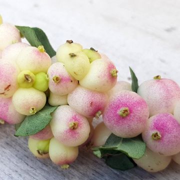 Symphoricarpos Symphony Rave - Baya de coral