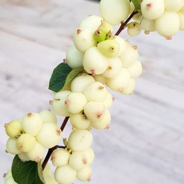 Symphoricarpos Symphony Rock - Baya de coral